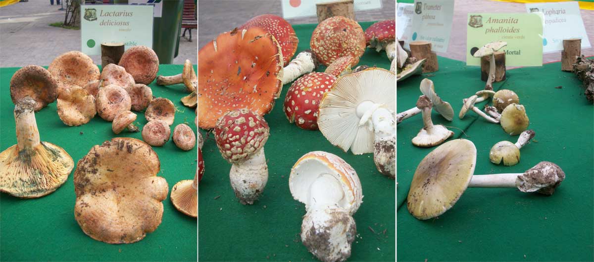 Exposición Setas y Hongos